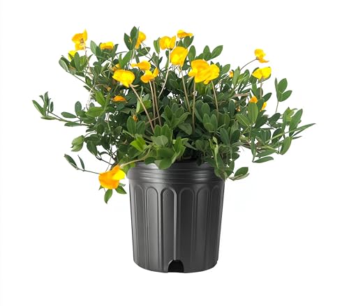 EcoTurf Perennial Peanut Grass | 3 Large Gallon Size Plants