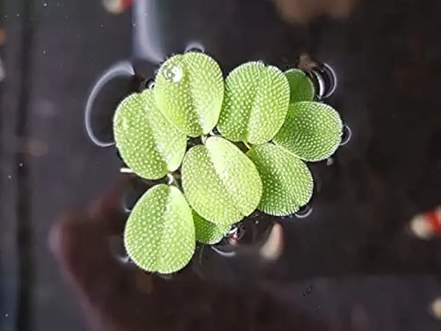 AQUARZ Büschelfarn Schwimmpflanzen - Schnellwachsende Algenbekämpfung für Aquarien