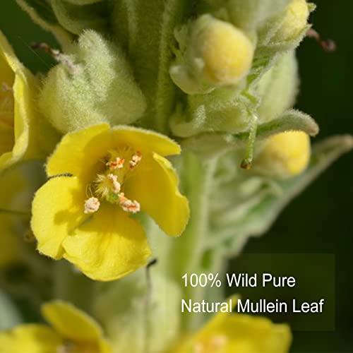 Tearelae - Mullein Tea Bags For Lungs - 2.65 Oz/75G (3G X 25 Bags) - 100% Pure Natural Premium Mullein Leaf Tea - Non-Gmo - Caffeine-Free - Good For Respiratory System #TOP6