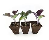 Purple Tree Collard Plants (3)