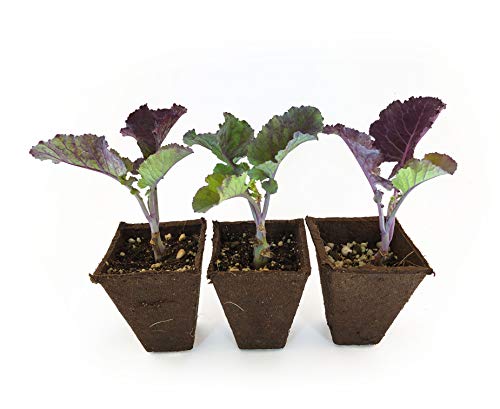 Purple Tree Collard Plants (3)