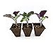 Purple Tree Collard Plants (3)