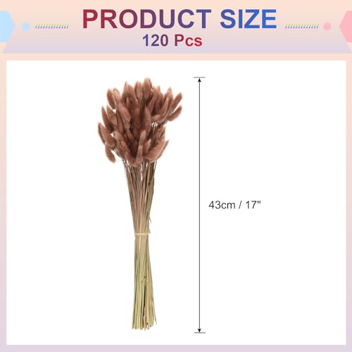 Queue de lapin naturelle fleurs séchées QUARKZMAN 120pcs pour décoration de table champêtre