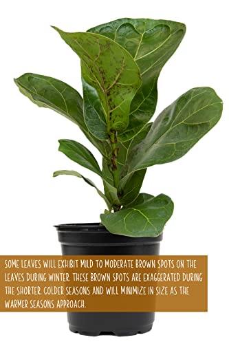 Ficus Lyrata Fiddle Leaf Fig Plant (4Pk), House Plants Indoors Live Ficus Tree Live Plant, Fig Trees Live Plants Indoor Plants Live Houseplants Fig Plants Live Planter Pot In Soil By Plants For Pets #TOP5