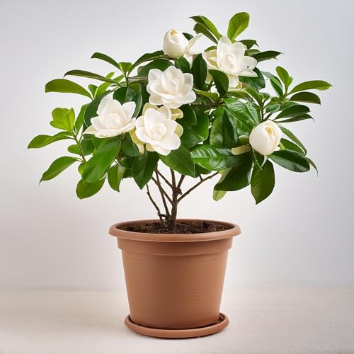 Image of All Seasons Gardenia /Gandharaj Live Plant - Fragrant Blooms Choice for gardens and indoor spaces