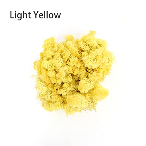 Image of Amoueterno Preserved Moss 4 Color Reindeer Moss,Total 14OZ Each Color 3.5OZ, Natural Real Green Moss DIY Kit Moss Crafts Art Wall Decor Florist Decor Yellow /Light Yellow /Brown /Orange Brown