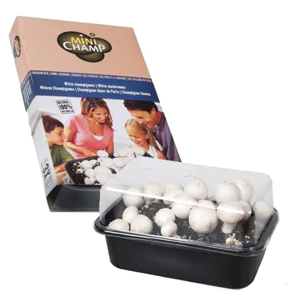 White Mushroom Growing Kit - Grown Your Own - Instructions Included