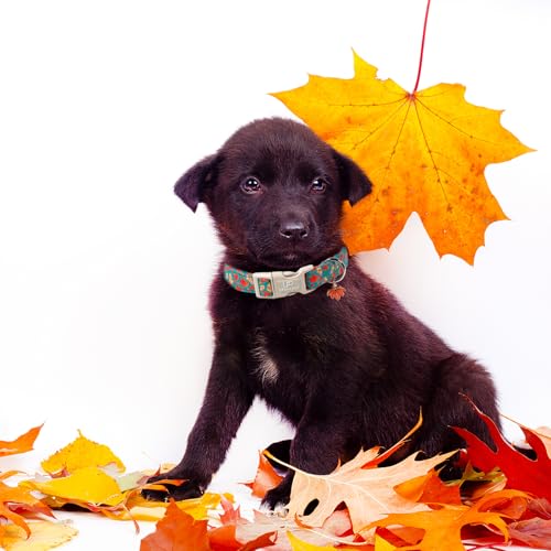Image of Fall Dog Collar for Small Medium Large Dogs-Adjustable Autumn Leaf Print Dog Collar with Maple Charm, Cute Seasonal Pet Collars with Quick Release, Soft Durable Puppy Collars