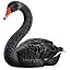 Black Swan
