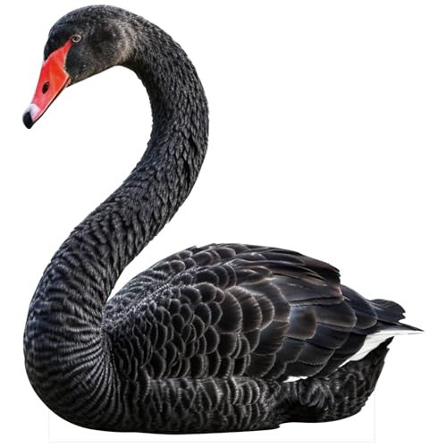Image of Black Swan 2FT Animal Life Size Cardboard Cutout Standup, 1 PC | Black Swan Animal Standup Cardboard Cutout for Party Decor, Events, Birthday Photos, Home Decor, Photo Booth, Celebrations
