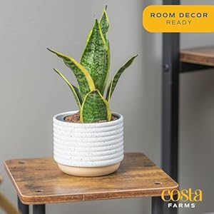 Costa Farms Snake Plant, Easy Care Live Indoor Plant in Décor Planter, Beautiful Clean Air Purifying Houseplant, Boho Home and Room Décor, Housewarming Gift, 8-Inches Tall Costa Farms Snake Plant Easy Care Live Indoor Plant in Decor Planter Beautiful Clean Air Purifying Houseplant Boho Home and Room Decor Housewarming Gift 8 Inches Tall