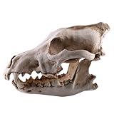 Animals Wolf Skull Model Props: Realistic Resin Wolf Head Skeleton Skull Sculpture for Halloween Decoration Decor Teaching Prop Home and Bar Ornament