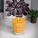 Root Candles Scented Candles Honeycomb Beeswax Blend Premium Handcrafted Candle, Large Veriglass, Tangerine Lemongrass
