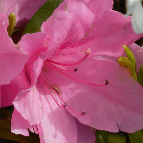 Vivai le Georgiche - Pianta vera di Azalea Encore Sweetheart - - - diametro vaso Ø 19 cm