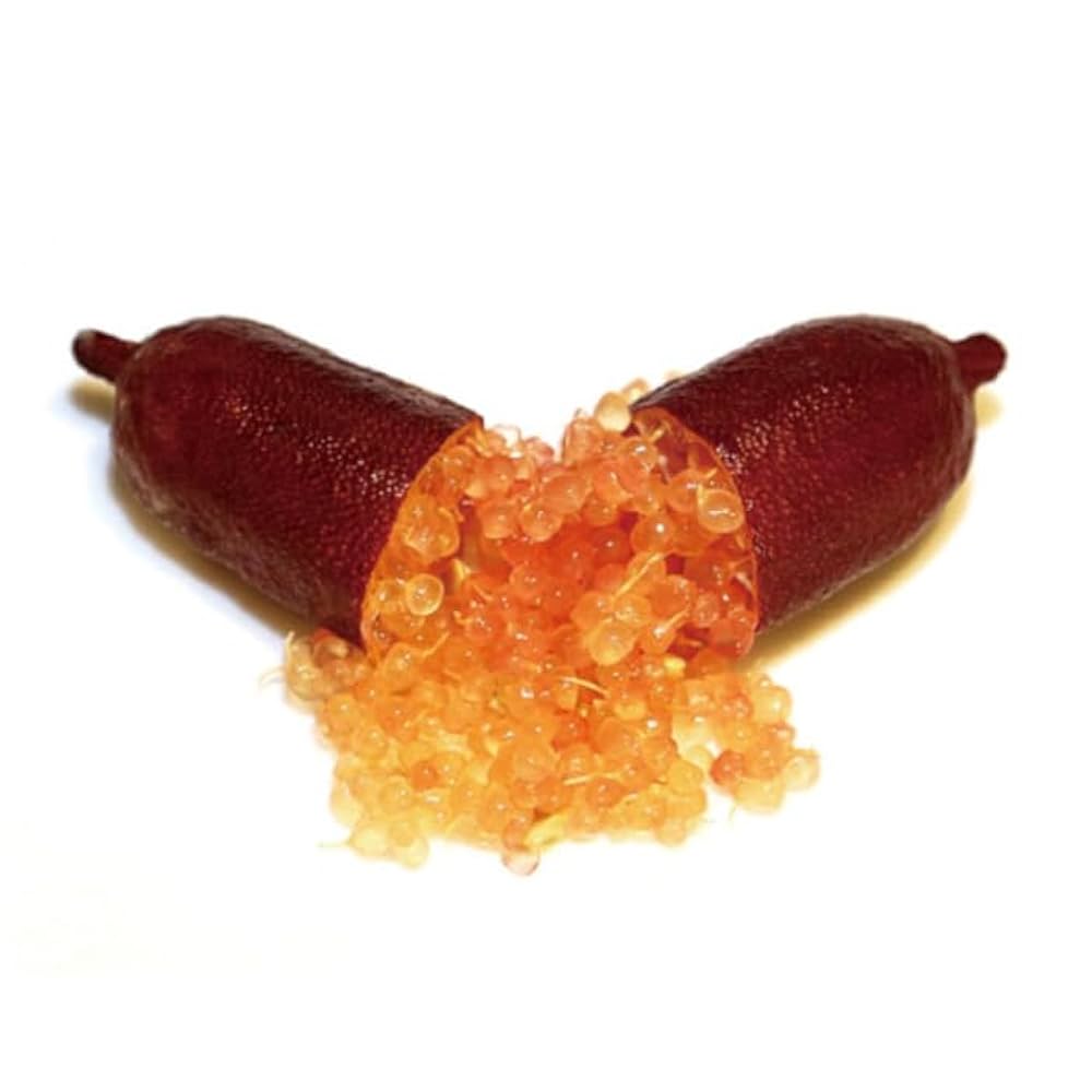 2年生　フィンガーライム接木苗／レッドシャンパン　樹高90cm 8号鉢 2年生 フィンガーライム接木苗／レッドシャンパン 樹高90cm 8号