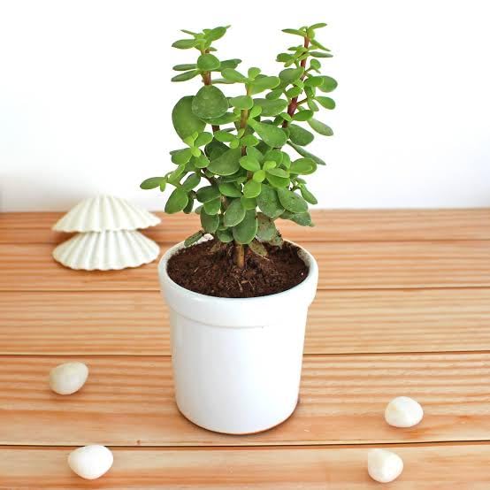 GiftedGreens Live Jade Plant | Crassula Ovata | Lucky Succulent Houseplant | Easy Care Indoor/Outdoor Plant | Perfect for Home and Office Decor (B0D9H5WV5N) Amazon Price History, Amazon Price Tracker