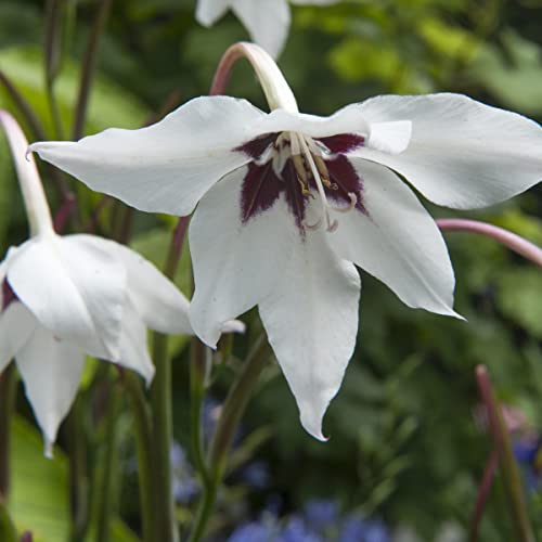 Bulbi da Fiore (10 X Acidanthera bicolor - Gladiolus callianthus)