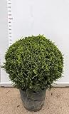 cupressocyparis leylandii gold rider pflege Esta planta de hoja perenne tiene una capacidad de crecimiento muy rápida y su densidad, altura y color la hacen ideal para ocultar o embellecer un gran jardín. Es resistente al calor intenso y a las heladas de hasta 15/ 20 C. Cupressocyparis leylandii se adapta a cualquier terreno, es resistente al frío y al clima marino. También es compatible con áreas ventiladas.
