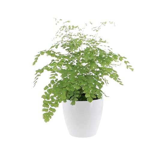 KENTIS - Felce Capelvenere - Adiantum Raddianum Fragrans - Piante Vere da Interni - Pianta Ornamentale da Appartamento - H 35-40 cm Vaso 14 cm