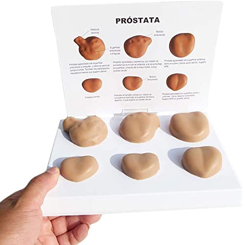 Modèle de prostate pour résoudre les difficultés d'apprentissage en anatomie - 2