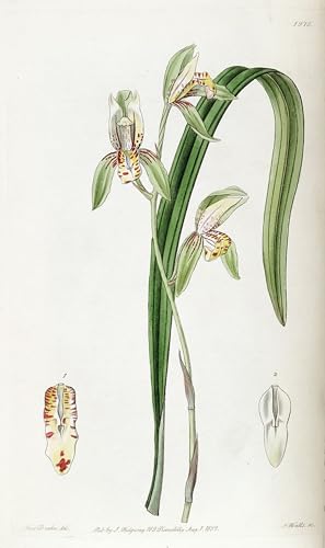 Impression d'art Cymbidium Ensifolium : Toile haut de gamme 60x90cm