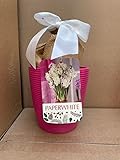 Paperwhite Bulbs in Pink Ceramic Planter