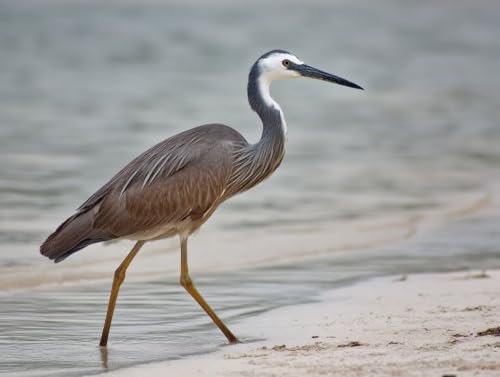 �������G ����̍��l �A�N�����G�̋� �Z�b�g�ƃu���V�t�� DIY Paint by Numbers �������G ��l�p ���S�� ����G��L�����o�X �h��G ���� �A�[�g�N���t�g �z�[���f�R���[�V���� �v���[���g�C���e���A �Ǐ��� 30x40cm (�t���[��