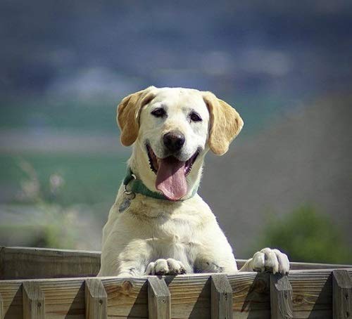 Manganese Breed B12 Injection My Dog Ate A B12 Vitamin Vitamin B12  Deficiency In Dogs: Causes,