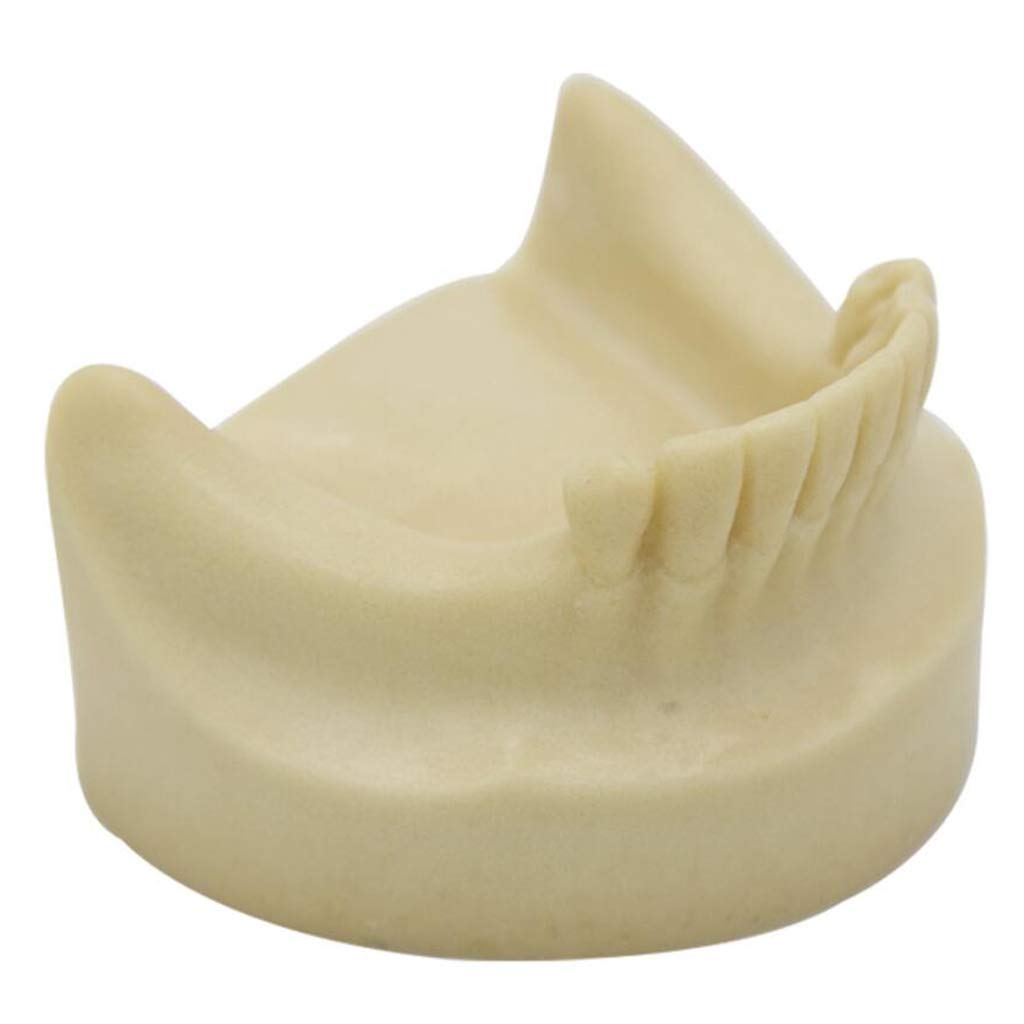 Sjdopulse Anatomy Teeth Model Dental Tooth Model - Teeth Model For Education -Without Gums Tooth Prosthesis Demonstration Denture Repair Planting Training Teeth Model