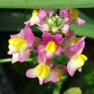 Non GMO Bulk Fairy Bouquet Seeds Linaria maroccana (10 Lbs)