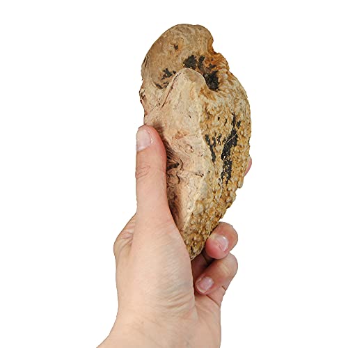 Schecker Kauwurzeln Gr: S - das Kauspielzeug - die Kauwurzeln für Hunde - Keine Kalorien - hypoallergen - natürlich - langlebig - 1 Stück - S - 125-250g