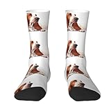 Photo Gallery yandm cane basset hound, calzini da squadra calzini a compressione calzini sportivi casual novità per unisex Photo Gallery yandm cane basset hound, calzini da squadra calzini a compressione calzini sportivi casual novità per unisex