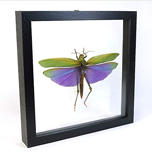Sauterelle Titanacris albipes véritable dans son cadre artisanal en double verre