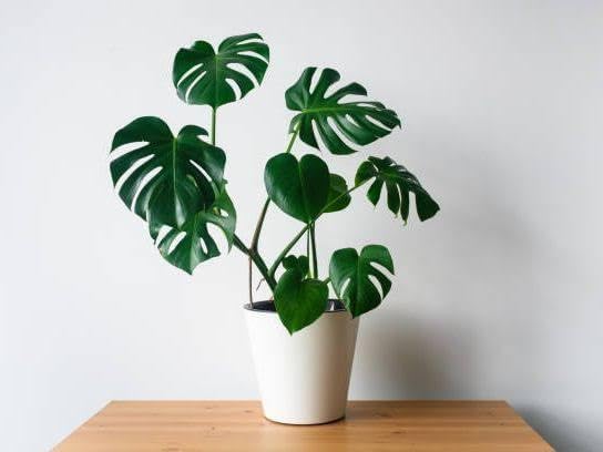 Image of Original Monstera Deliciosa Live Plant with Grow Bag & Pot | Air Purifying Tropical Indoor Houseplant | Large Leaf Evergreen Foliage Plant for Home Office Living Room Indoor Garden Decor | Pack of 1