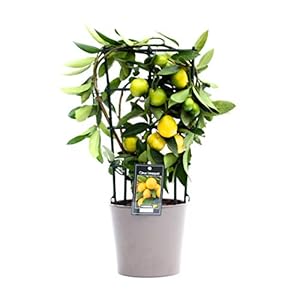 Citrus Limequat in Roma keramiek (Lime roma zw)