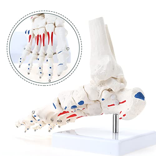 Image of RONTEN Life Size Flexible Foot Skeleton with Ankle Joint Model, Medical Anatomy Foot Skeleton Model Muscle Origins and insertions are Color-Coded(Right)