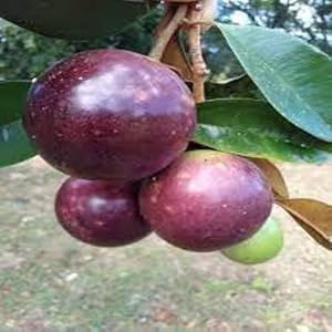 Metechondra 80 Stück Lila Sternapfel Samen