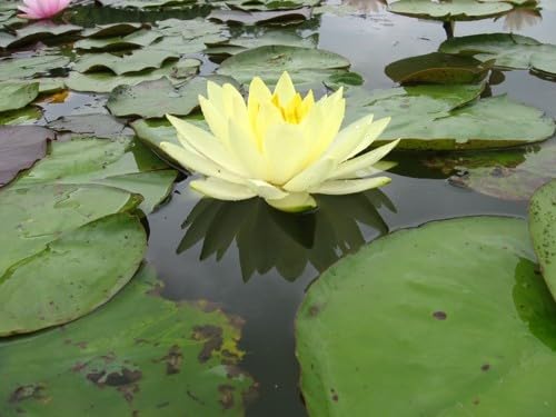 Ninfea Yellow Sensation pianta viva a radice nuda – Fiore acquatico giallo intenso – Per laghetti, stagni, fontane – Ninfea rustica resistente, crescita vigorosa, spedizione veloce