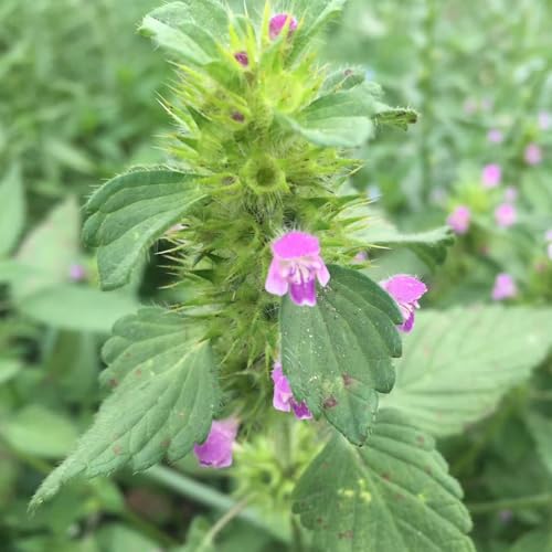 semillas de ortiga muerta orgánicas, resistentes para el jardín, jardín de interior exóticas resistentes orgánicas, 200pcs