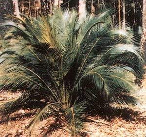 Amazon.co.jp: 【種子】Macrozamia Communis◇マクロザミア・コムニス