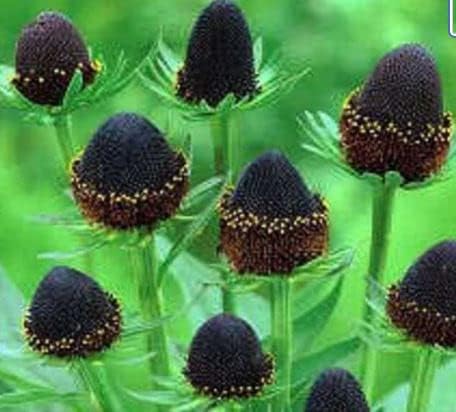 Rudbeckia occidentalis Green Wizard 100 Seeds
