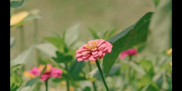 Zinnia Seeds Mix, 1 Oz, Over 3,000 Flowers Seeds, 5 Varieties (Pink, Yellow, Orange, White, Purple), Mixed Colors and Large Blooms,Open Pollinated - Bulk