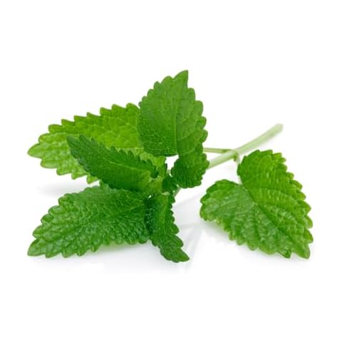 Herb Plants - Peppermint - 2 x Full Plants Cover