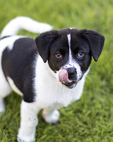Image of Nulo Frontrunner Dog Food for Puppies with Chicken