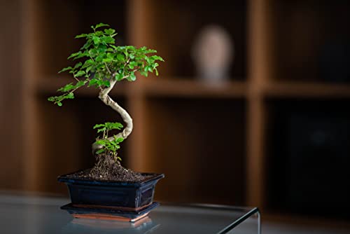 Bonsai Ligustrum ca. 8 Jahre - Image 4