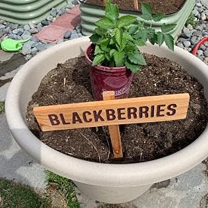 Miniatura 2 de BLACKBERRIES Garden Sign, Summer Berries, Hand Routed Plant Marker, Oregon Summer Fruit, Custom Garden Sign, Personalized Garden Marker