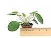 Pilea peperomioides (2" Pot) (Chinese Money Plant/Pancake Plant/UFO Plant) #1