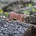 Safari Ltd. Mountain Lion Figurine - Realistic 5.5