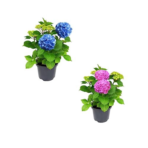 Set de dos Hortensias: Plantas Naturales de Grandes Flores Azules y Rosas