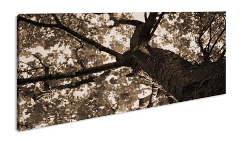 Impression numérique de qualité supérieure avec cadre en bois véritable - Motif jeune arbre feuillu par une journée ensoleillée - 120 x 60 cm - Effet sépia